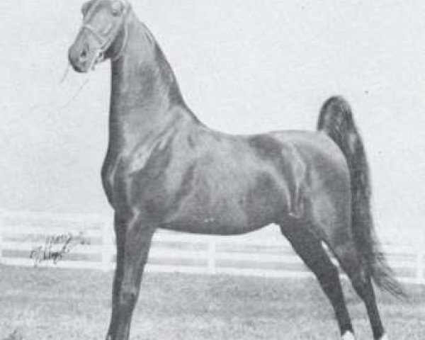 Deckhengst Society Kalarama (American Saddlebred Horse, 1949, von Society Rex)