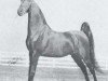 Deckhengst Society Kalarama (American Saddlebred Horse, 1949, von Society Rex)