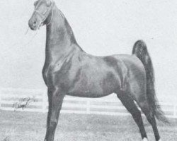 stallion Society Kalarama (American Saddlebred Horse, 1949, from Society Rex)