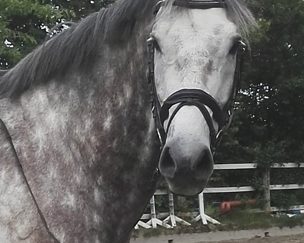 dressage horse Calchero NL (German Warmblood, 2009, from Calido I)