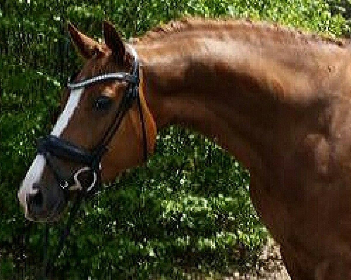 dressage horse Lucky Lumumba J (Westphalian, 2012, from L'espoir)