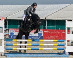 jumper Leviano SL (Hanoverian, 2011, from Levistano)