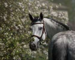 Springpferd Cadesta (Holsteiner, 2009, von Colbert GTI)