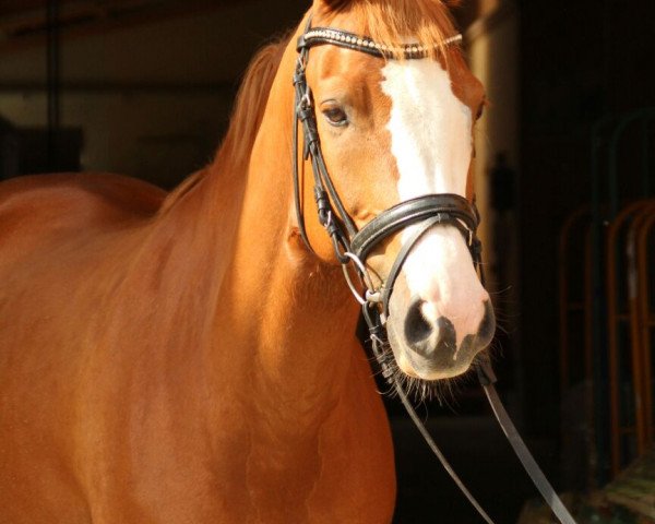 dressage horse Madoxx (German Riding Pony, 2009, from The Braes My Mobility)