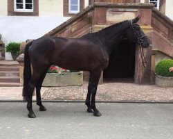 dressage horse Donovan 133 (Hanoverian, 2013, from Destano)