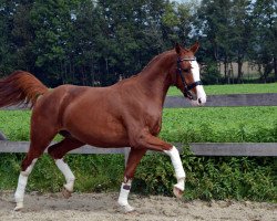 dressage horse Fürst Fritz von der Willenburg (Westphalian, 2014, from Fleury)