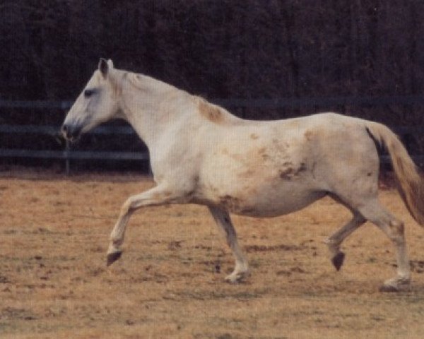 broodmare Tabladilla II (Pura Raza Espanola (PRE), 1969, from Jocoso IV)