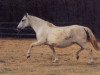 broodmare Tabladilla II (Pura Raza Espanola (PRE), 1969, from Jocoso IV)