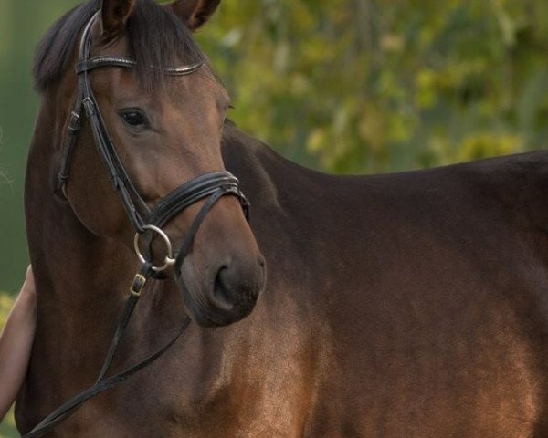 jumper Dohle (Holsteiner, 2011, from Calandro)