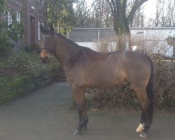 dressage horse Rapid 35 (Rhinelander, 2007, from Riccione)