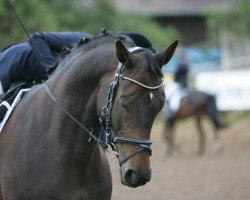 Zuchtstute Inca Gold 2 (Trakehner, 2007, von Insterburg TSF)