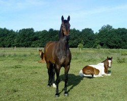 Dressurpferd Lucky's Rosenstolz (Holsteiner, 2002, von Lucky Champ)