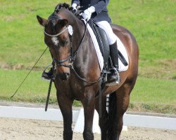 jumper Swarovski BEVS (Deutsches Reitpony, 2009, from Sunny Side Up)