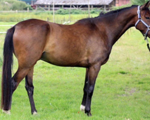 horse Höwings Varus (Traber, 2013, from Fraekke Fredderik)