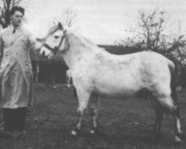 Pferd Revel Zipp (Welsh Mountain Pony (Sek.A), 1951, von Criban Silver Sand)