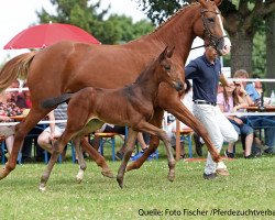 Dressurpferd Stute von Diamond Hit (Bayer, 2017, von Diamond Hit)