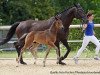 dressage horse Deliciano 4 (German Sport Horse, 2017, from DeLorean)