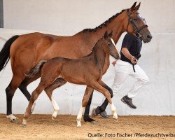 jumper Cantomio (German Sport Horse, 2017, from Canto)