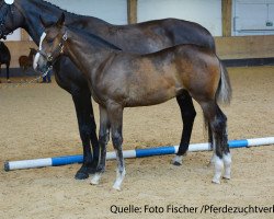 dressage horse Dusty 883 (Bavarian, 2017, from Il Divo xx)