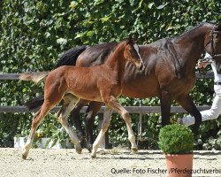 jumper Stute von Cornet's Call Out (Bavarian, 2017, from Cornet's Call Out)