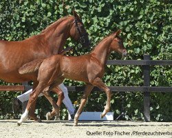 dressage horse Baldolino (German Sport Horse, 2017, from Belissimo NRW)