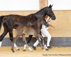 dressage horse Hengst von Rocky Lee (Bavarian, 2017, from Rocky Lee)