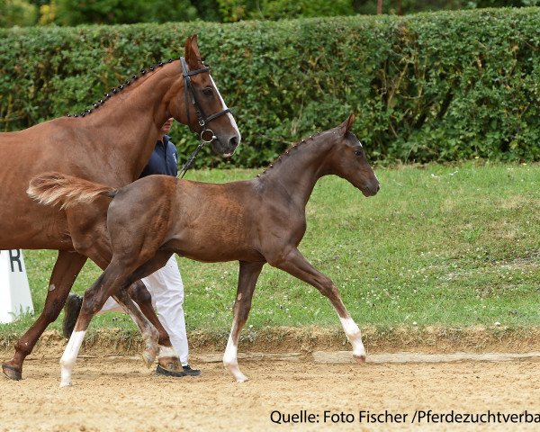 horse Hengst von Zackman M (Bavarian, 2017)