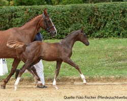 horse Hengst von Zackman M (Bavarian, 2017)