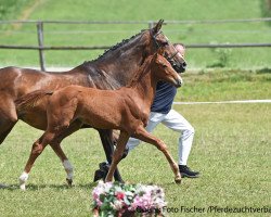 dressage horse Stute von Le Vivaldi (Bavarian, 2017, from Le Vivaldi)