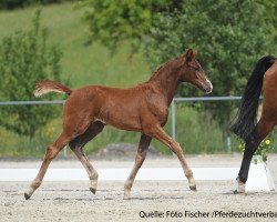 dressage horse Stute von Don Diamond (Bavarian, 2017, from Don Diamond)