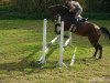 jumper Gwendolyn E (Zangersheide riding horse, 2000, from Gala Star Z)