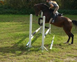 jumper Gwendolyn E (Zangersheide riding horse, 2000, from Gala Star Z)