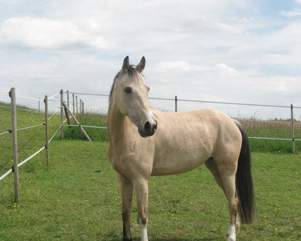 dressage horse Dream Girl 53 (German Riding Pony, 2009, from Night-Dream)
