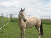 dressage horse Dream Girl 53 (German Riding Pony, 2009, from Night-Dream)