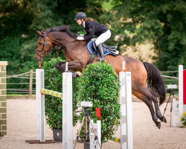jumper Leiria (German Sport Horse, 2008, from Con Sherry)