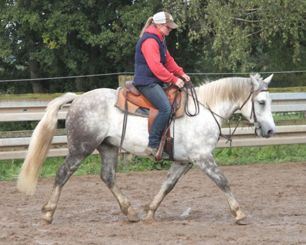Pferd Ben (Connemara-Pony, 2012)