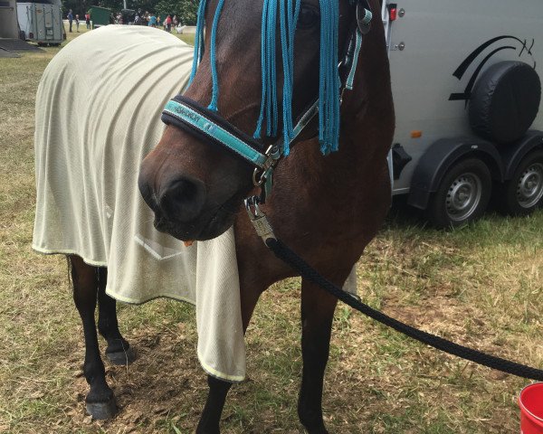 Springpferd King Sharif (Deutsches Reitpony, 2012, von King Royal)