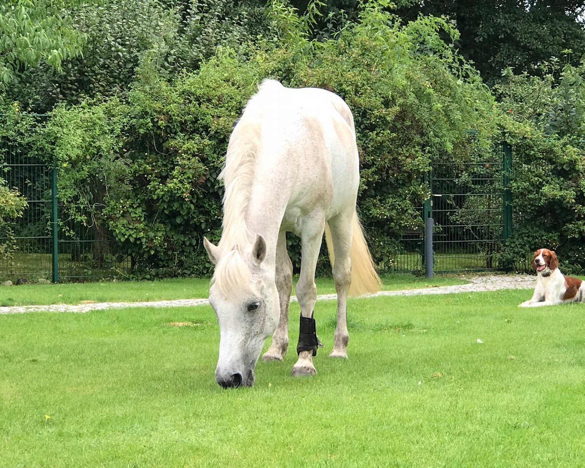 broodmare Peppys Palisha (Hanoverian, 1999, from Mardschan 1982 ox)