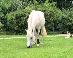 broodmare Peppys Palisha (Hanoverian, 1999, from Mardschan 1982 ox)