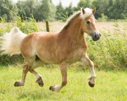 dressage horse Hailley's Hope (Haflinger, 2008, from No way)