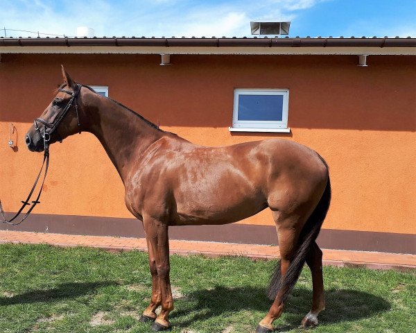 jumper Carate L (Hanoverian, 2011, from Contagio)