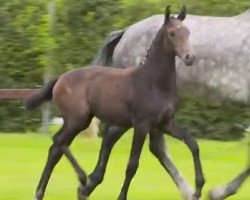 broodmare Pippa Carina de Cologne (Hanoverian, 2017, from Perigueux)