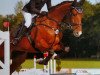 jumper Cassini Brown (Oldenburg show jumper, 2012, from Cassini Gold)