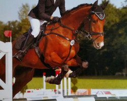 jumper Cassini Brown (Oldenburg show jumper, 2012, from Cassini Gold)