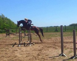 broodmare Sunny von der Pondarosa (Hanoverian, 2006, from Silvio I)