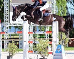 jumper Chinook W (KWPN (Royal Dutch Sporthorse), 2007, from Douglas)