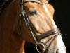 jumper Casaro 6 (Oldenburg show jumper, 2007, from Casio)