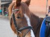 dressage horse Heiligenbergs Doubtfire (German Riding Pony, 2009, from Doubtless)