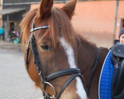 dressage horse Heiligenbergs Doubtfire (German Riding Pony, 2009, from Doubtless)