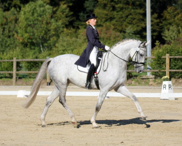 dressage horse Chili Bang Bang (KWPN (Royal Dutch Sporthorse), 2007, from Sandreo)